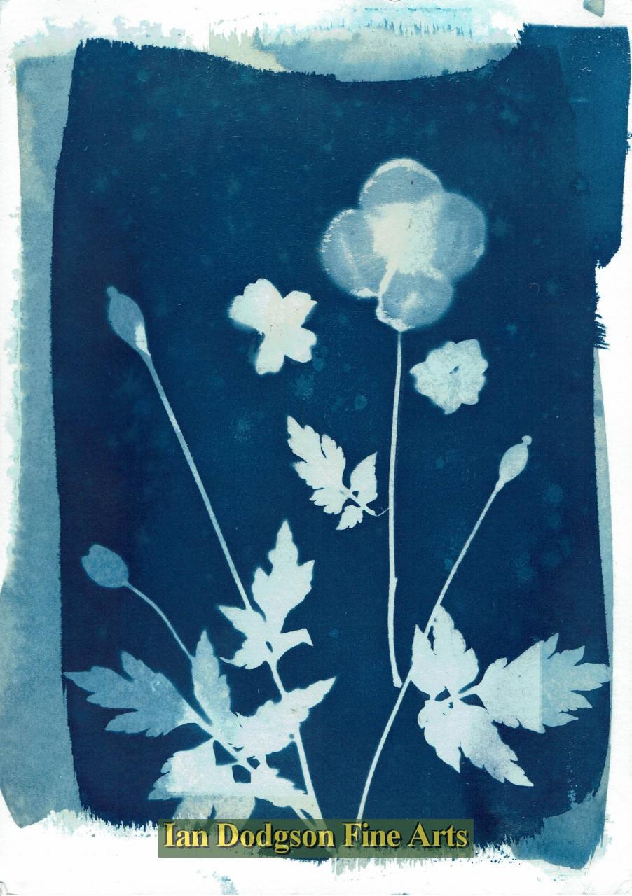 Gill Hughes - Garden Plants No2 Cyanotype Monoprint (2017)